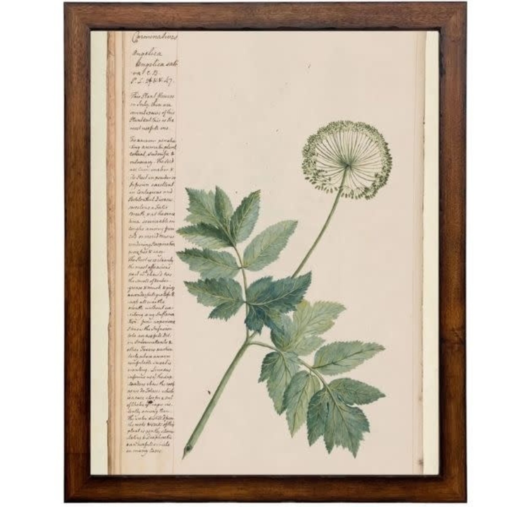 Antique Curiosities Inc Vintage Flower D Artwork, 16 X 24 in.
