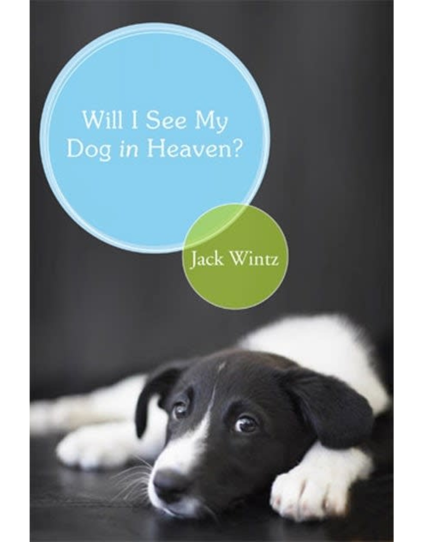 Will I See My Dog In Heaven?