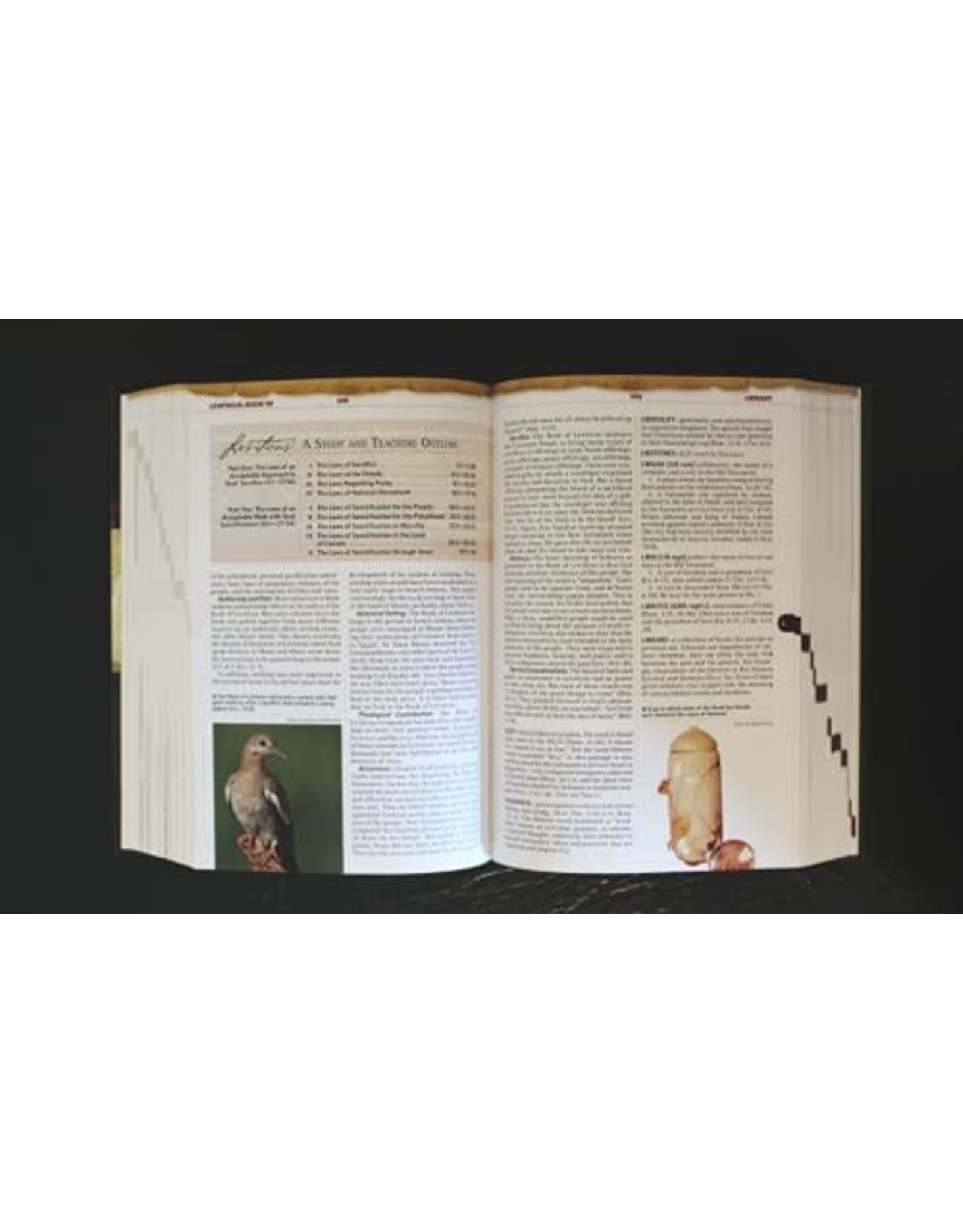 Thomas Nelson Nelson's Illustrated Bible Dictionary: New and Enhanced Edition
