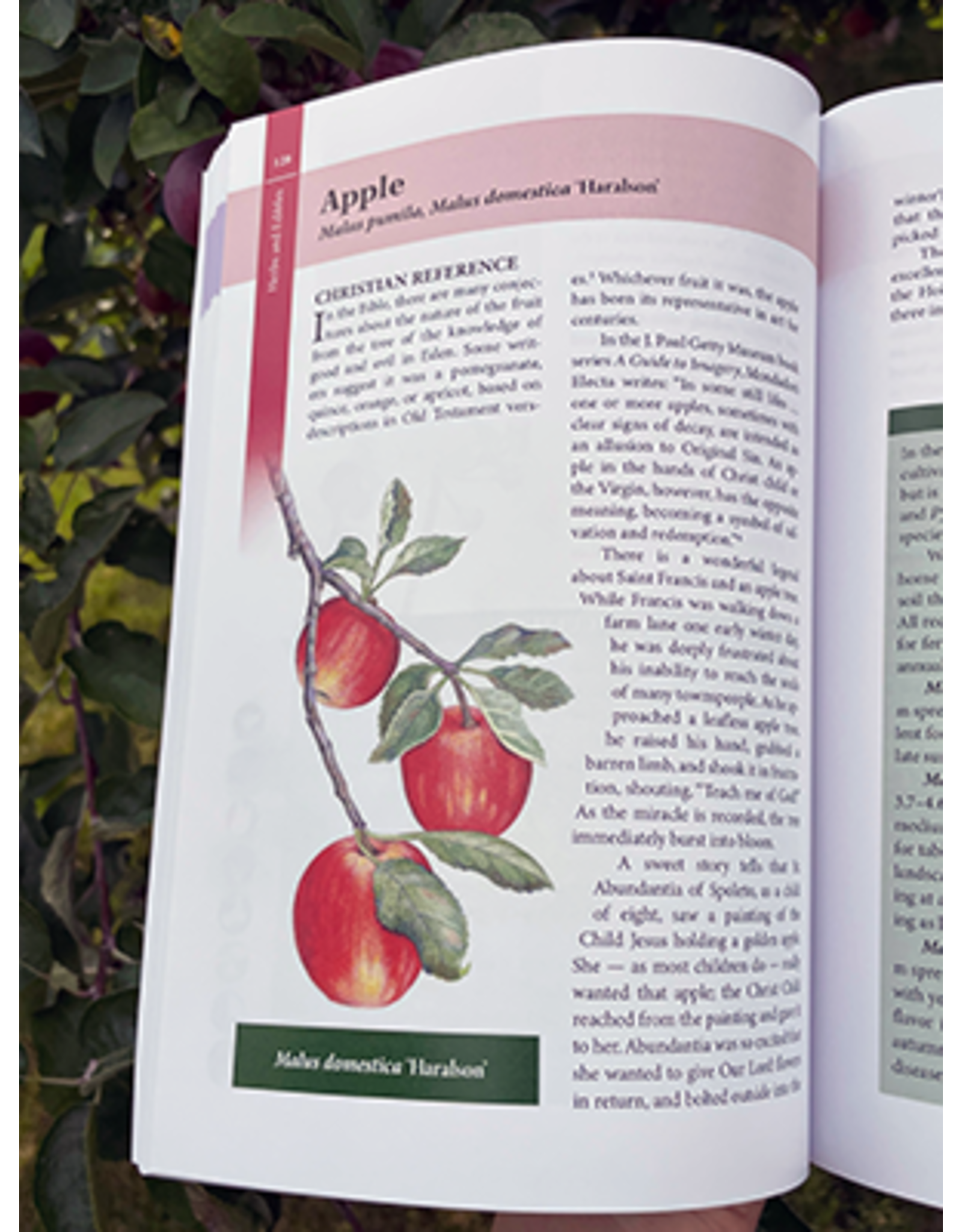 OSV (Our Sunday Visitor) A Garden Catechism