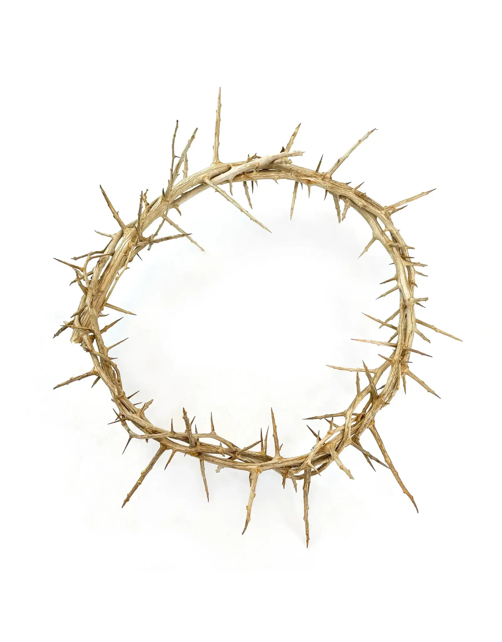 Logos Crown of Thorns - Boxed, 9"