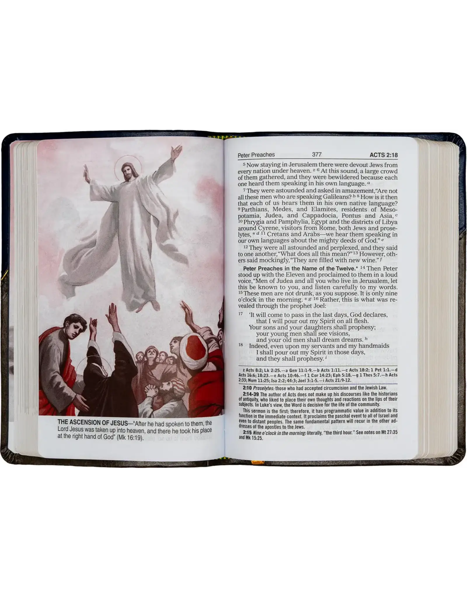 Catholic Book Publishing New Testament & Psalms NCB (New Catholic Bible)