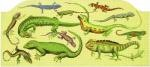 Canvas LIZARDS  1251-2