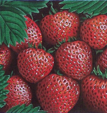 Canvas STRAWBERRIES  F116