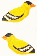 Canvas GOLD FINCH  LL300Y