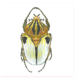 Canvas LITTLE BUG SERIES  -  WHITE AND GOLD  C591GG   8.5X8.5"