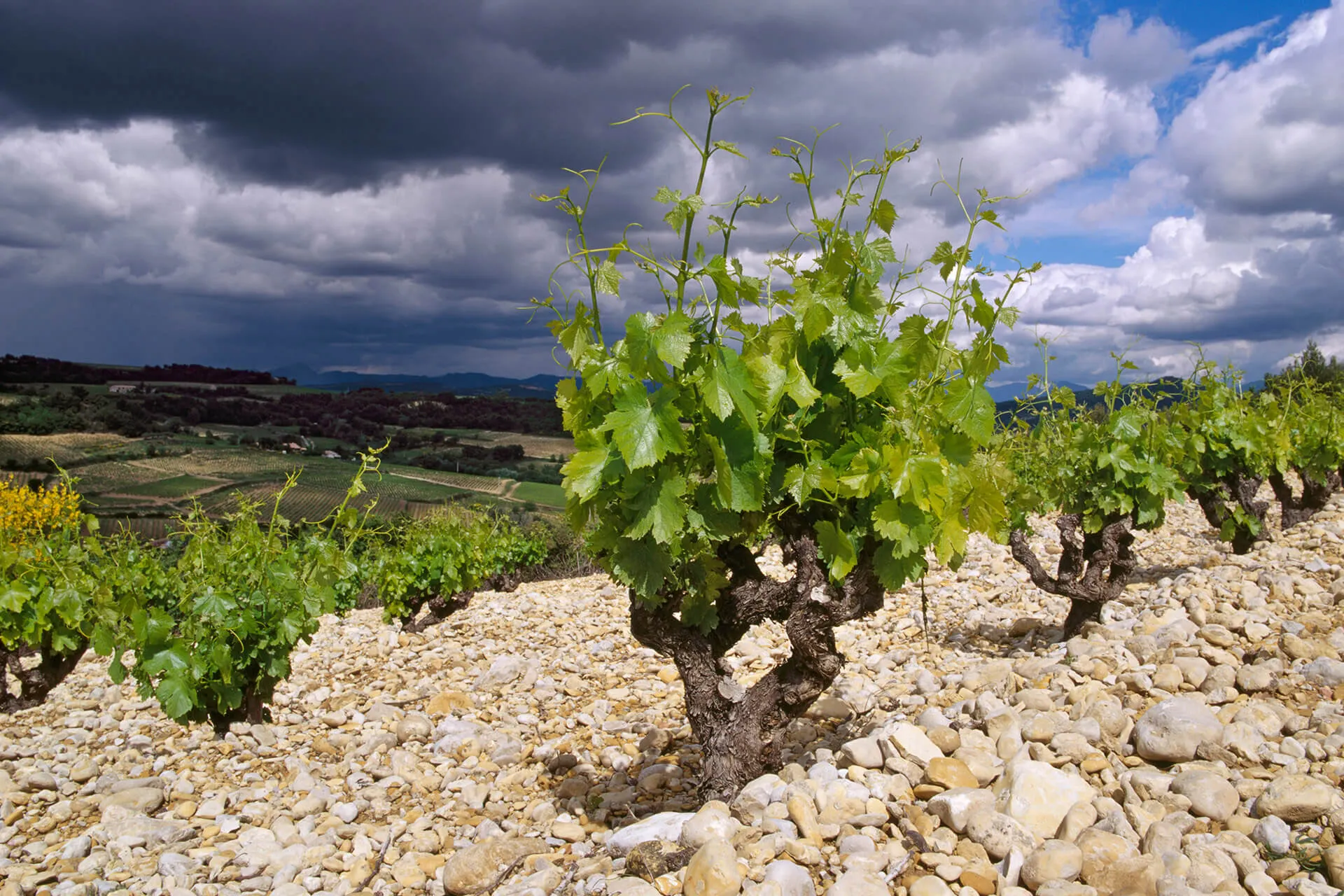 9/06 PETIT WEEK IN WINE -   Southern Rhône