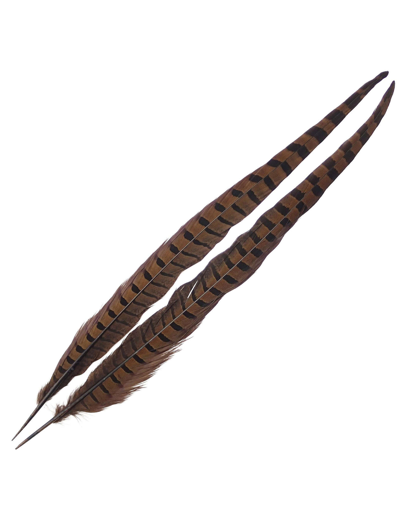 Wapsi Wapsi Ringneck Pheasant Tail Pairs