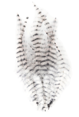 Montana Fly Company MFC Barred Saddle Hackle