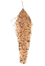 Montana Fly Company MFC Mottled Schlappen