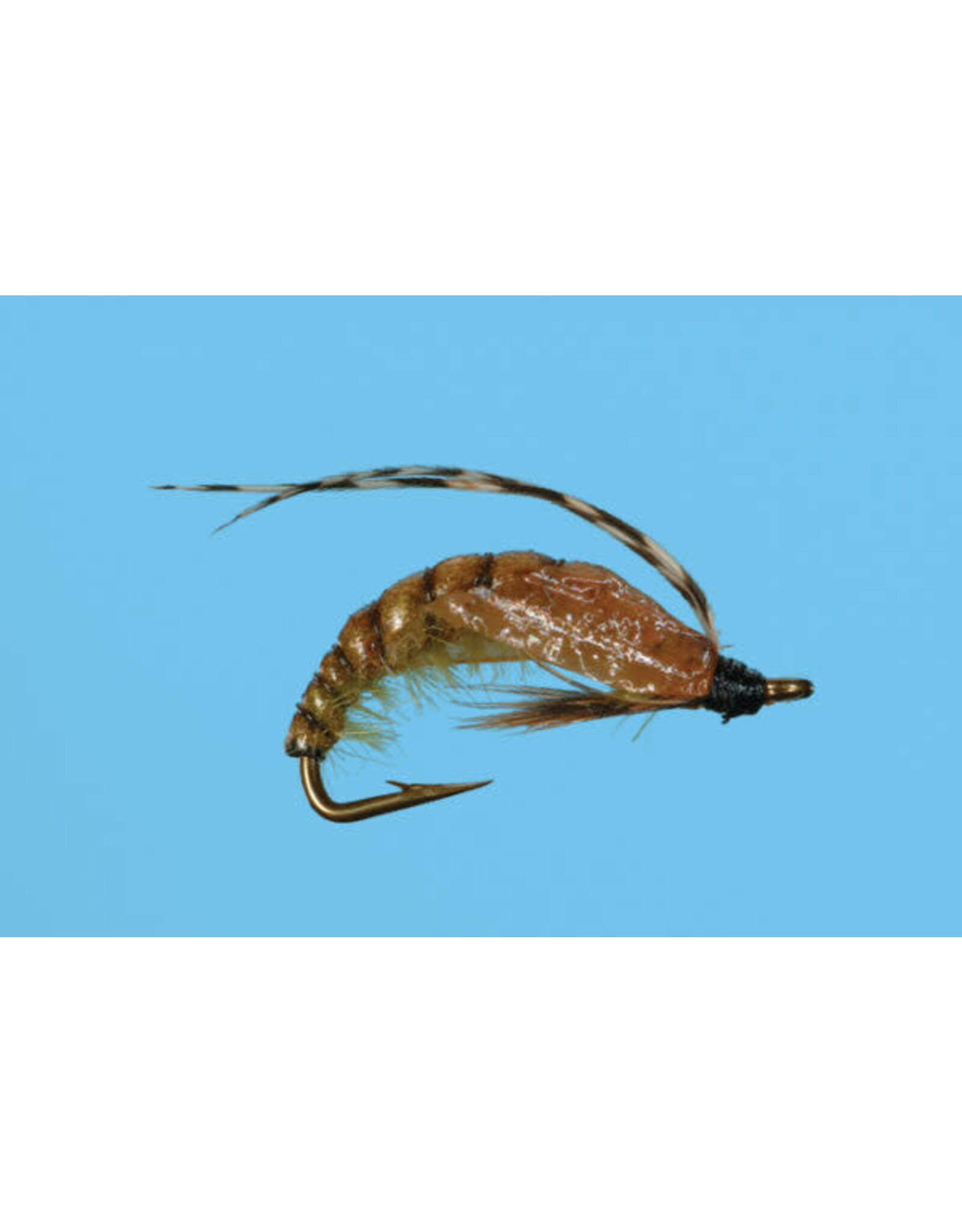 solitude Caddis Pupa Crawling / Olive #18 ( 3 Pack )