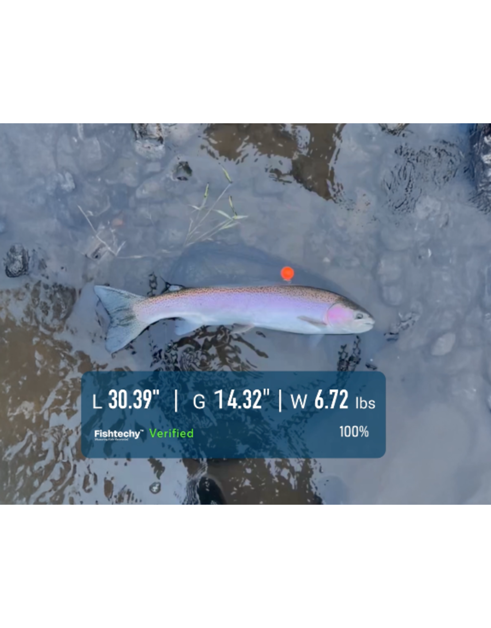 Fishtechy Fishtechy Proof Ball (2 Pack)