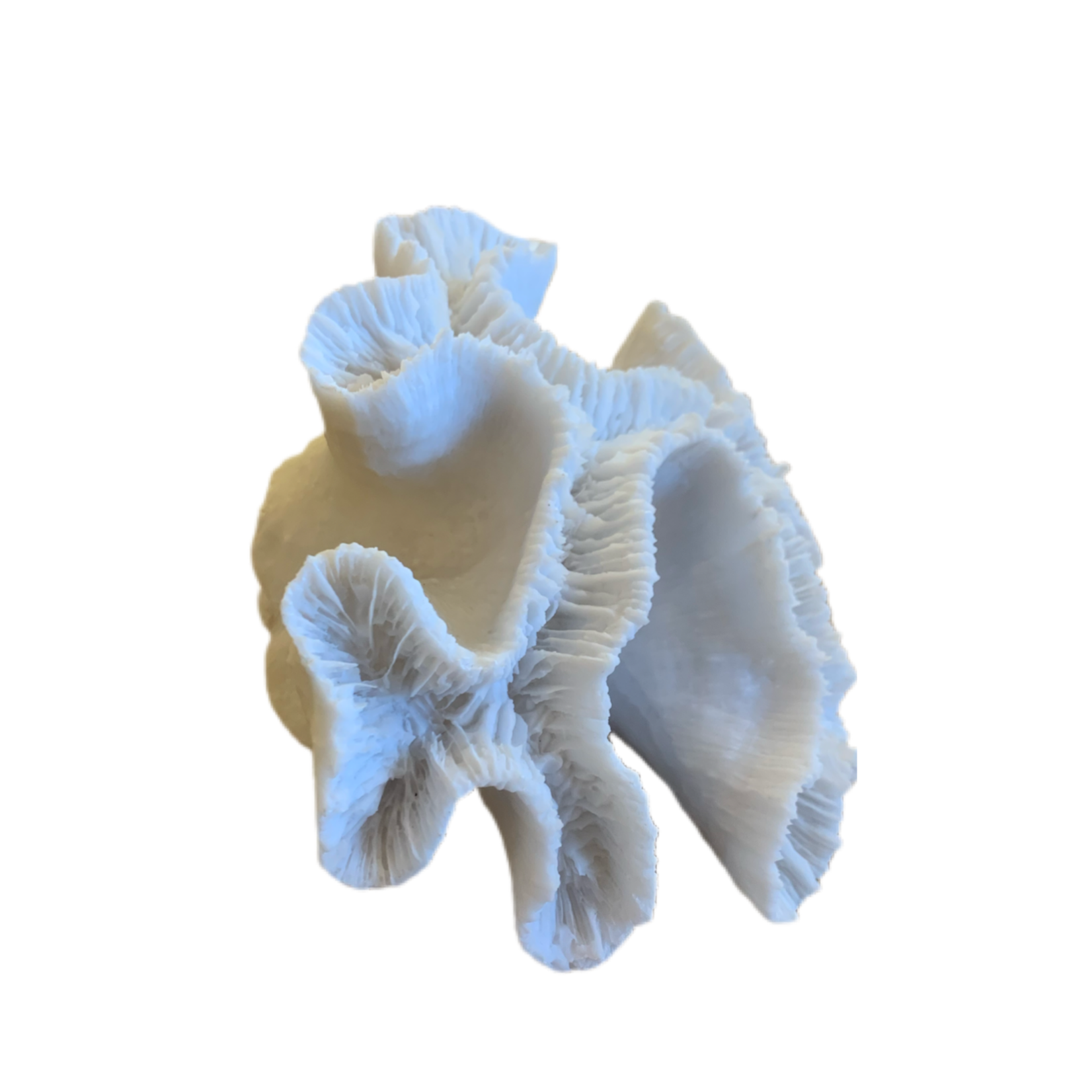 Wyld Blue Home Foliose Coral Decor
