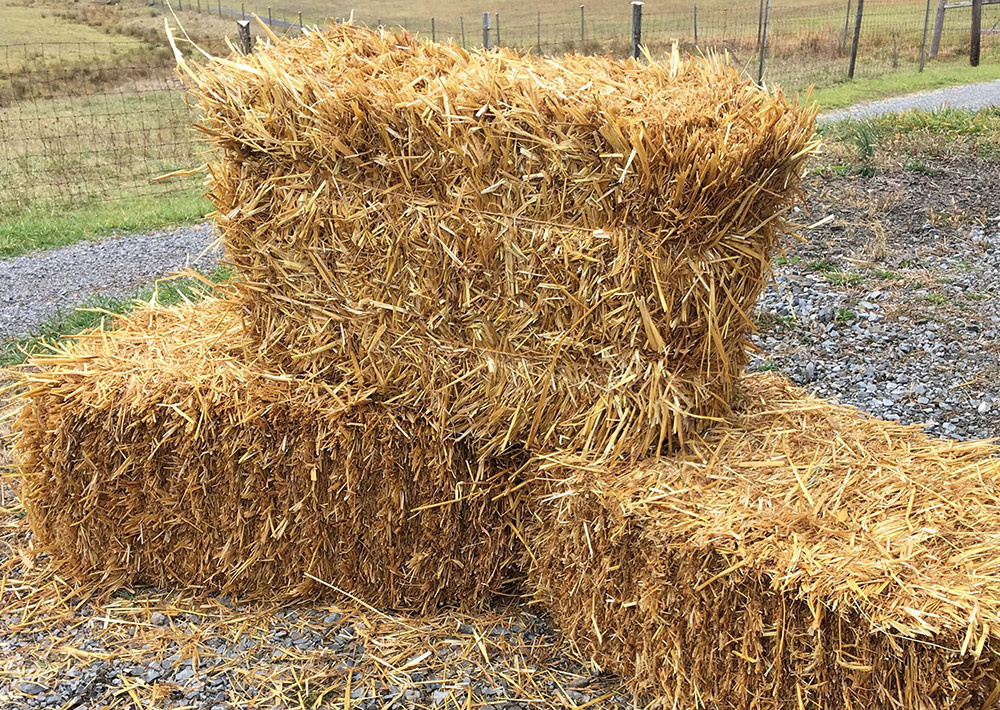 Plant Straw 