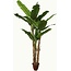 AMERIQUE Gorgeous 7 Feet Tropical Banana Artificial Tree with Split Leaves, with Nursery Pot, Real Touch Technology