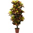 Nearly Natural 56in. Croton Plant (Real Touch)