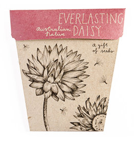 Sow 'N Sow Gift of Seeds - Everlasting Daisy