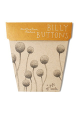 Sow 'N Sow Gift of Seeds - Billy Buttons
