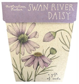 Sow 'N Sow Gift of Seeds - Swan River Daisy