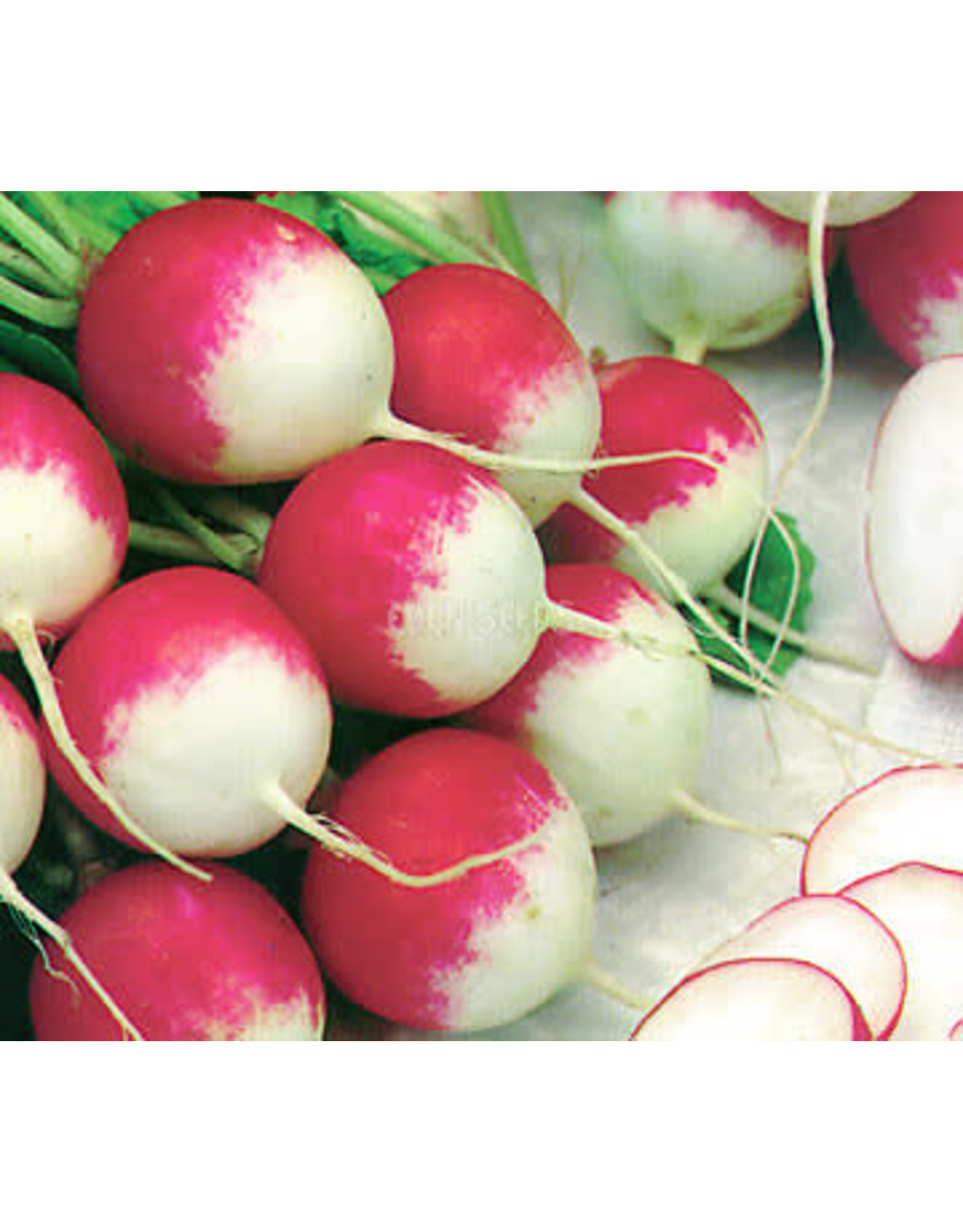 Select Organic Radish (Sparkler) Seeds