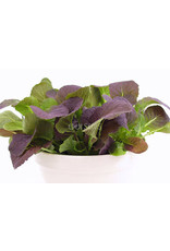 Select Organic Mustard Greens (Osaka Purple) Seeds