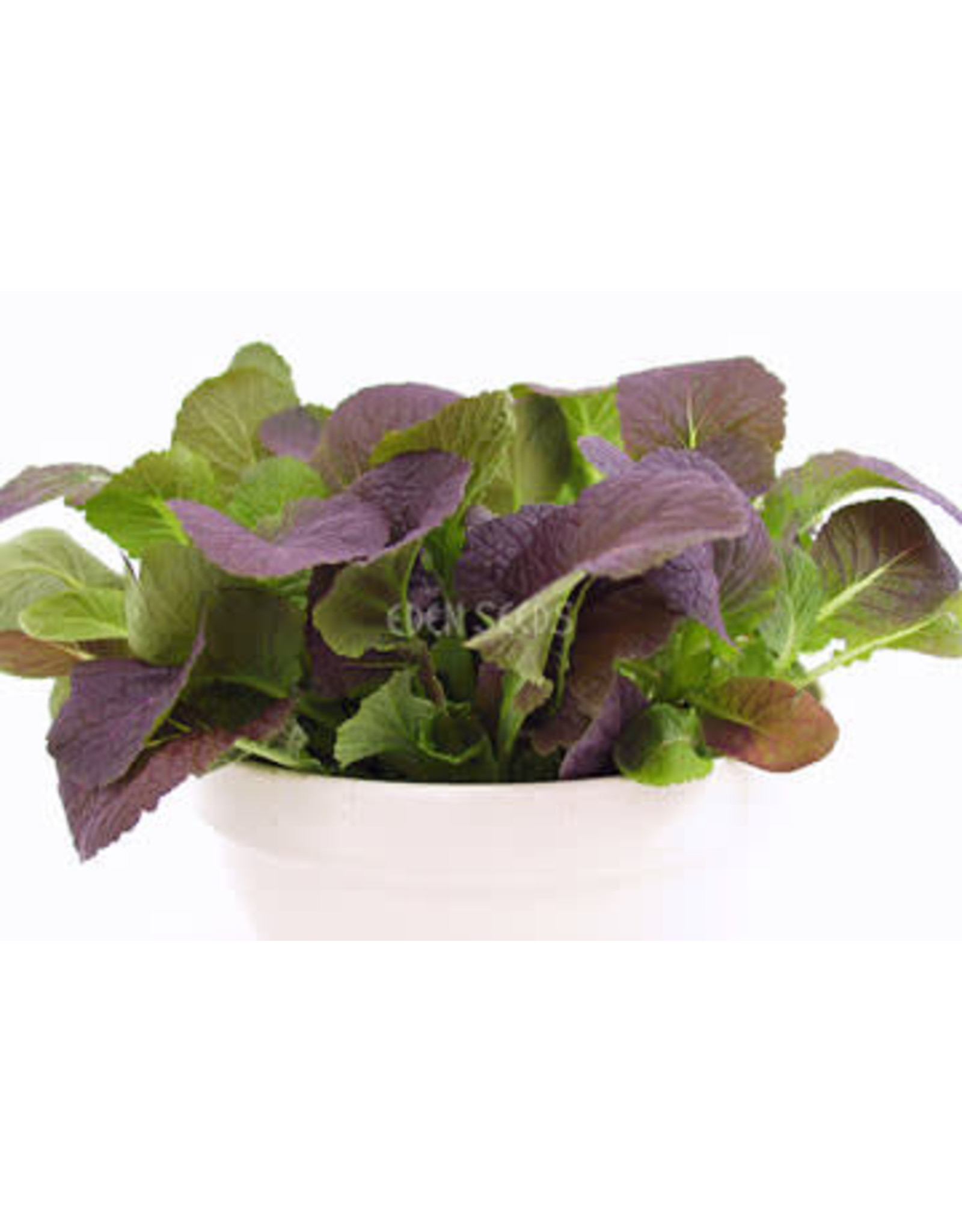 Select Organic Mustard Greens (Osaka Purple) Seeds