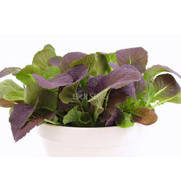 Select Organic Mustard Greens (Osaka Purple) Seeds