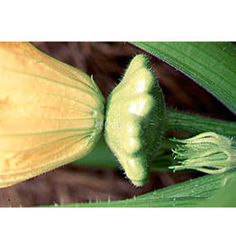 Select Organic Button Squash (Green Tint) Seeds