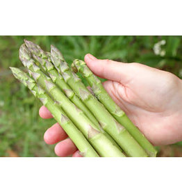 Eden Seeds Asparagus Seeds