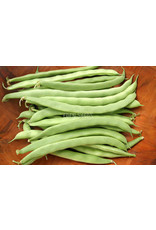 Eden Seeds Climbing Bean (Kentucky Wonder) Seeds