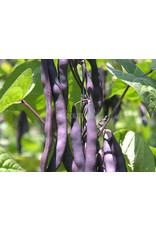 Eden Seeds Climbing Bean (Purple King) Seeds