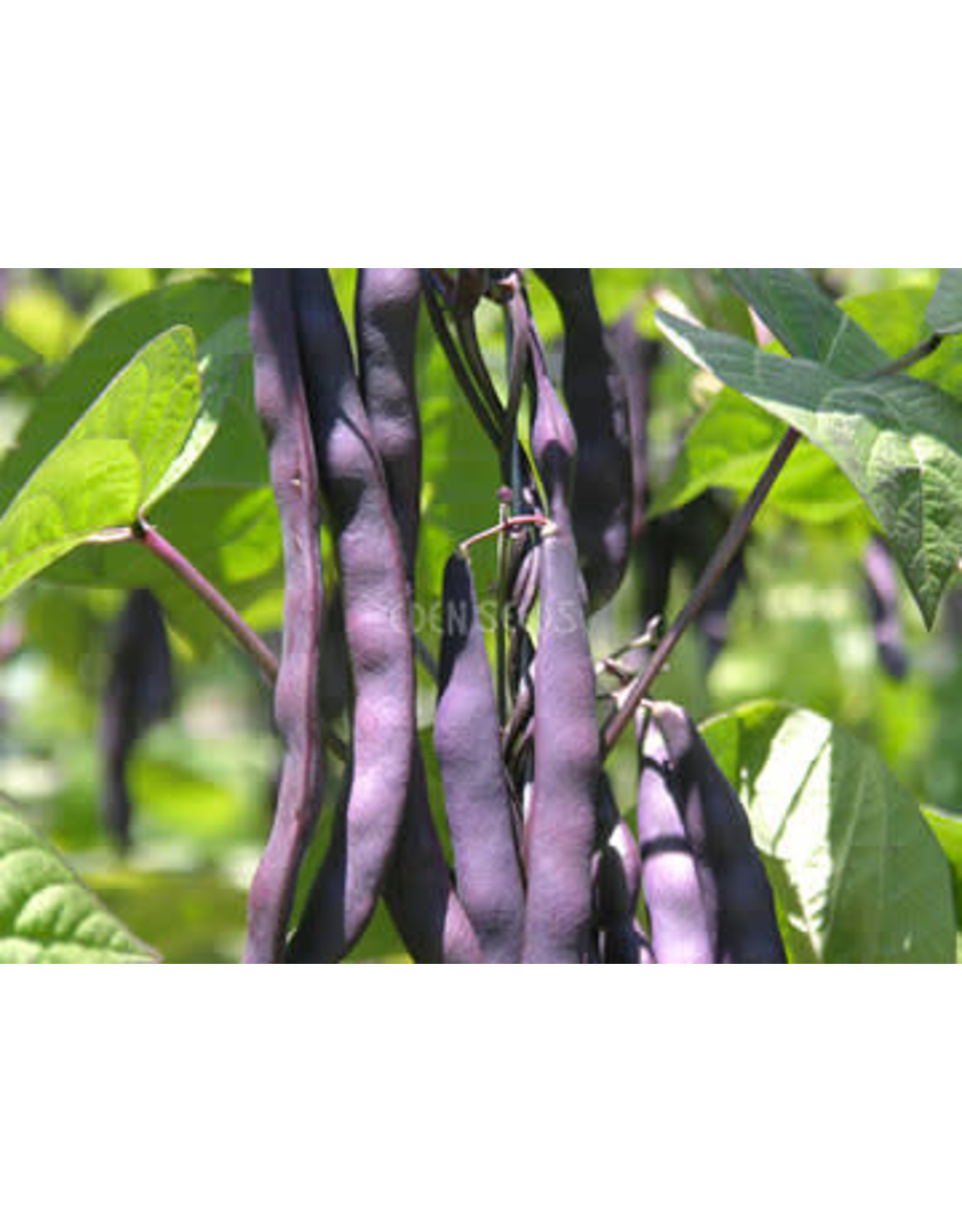Eden Seeds Climbing Bean (Purple King) Seeds