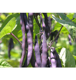 Eden Seeds Climbing Bean (Purple King) Seeds