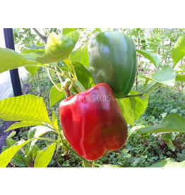 Eden Seeds Capsicum (Californian Wonder) Seeds