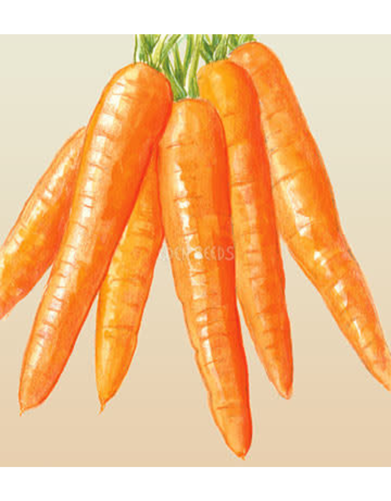 Eden Seeds Carrot (All Seasons) Seeds