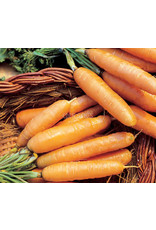 Eden Seeds Carrot (Baby) Seeds