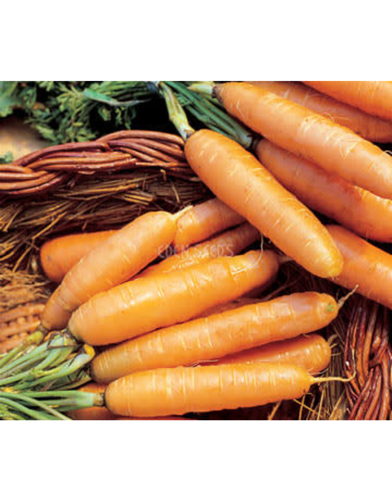 Eden Seeds Carrot (Baby) Seeds