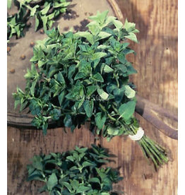 Eden Seeds Oregano (Wild) Seeds