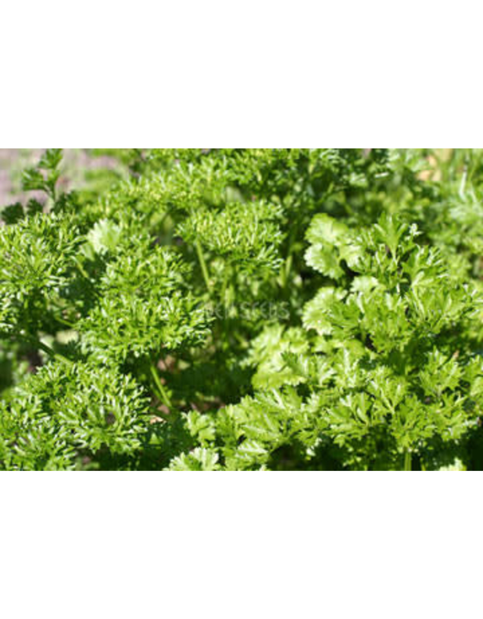 Eden Seeds Parsley (Triple Curl) Seeds