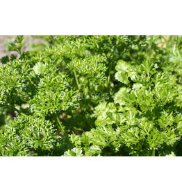 Eden Seeds Parsley (Triple Curl) Seeds