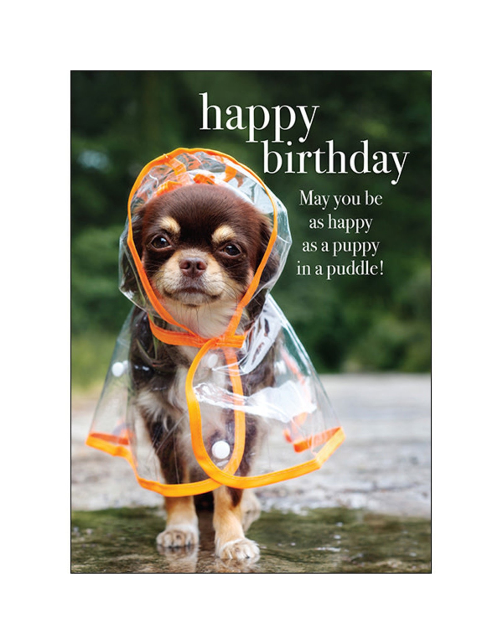 Affirmations Publishing House Greeting Card - Puppy in a Puddle