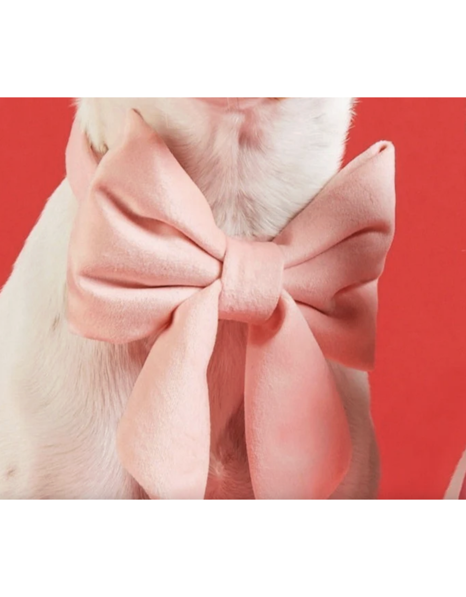 Blush Pink Velvet Lady Dog Bow