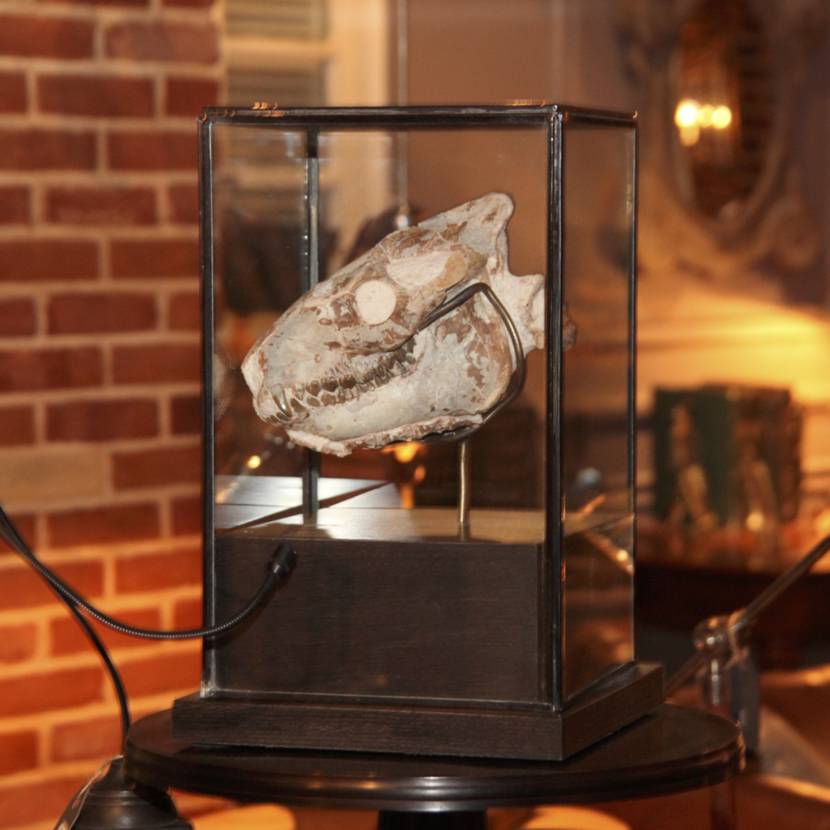 OBJET DE CURIOSITE SKULL OREODONTIDAE UNDER GLASS