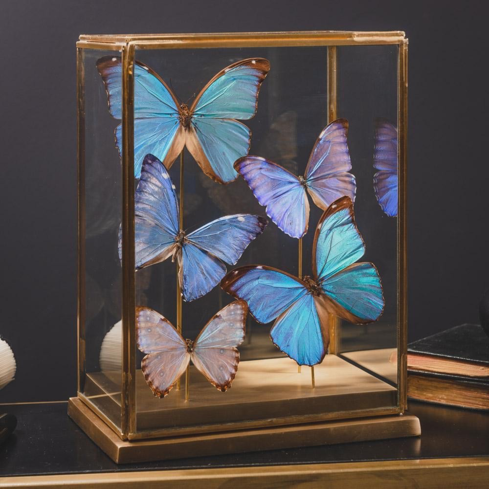 OBJET DE CURIOSITE 5 BLUE BUTTERFLIES UNDER GLASS-BRASS BASE