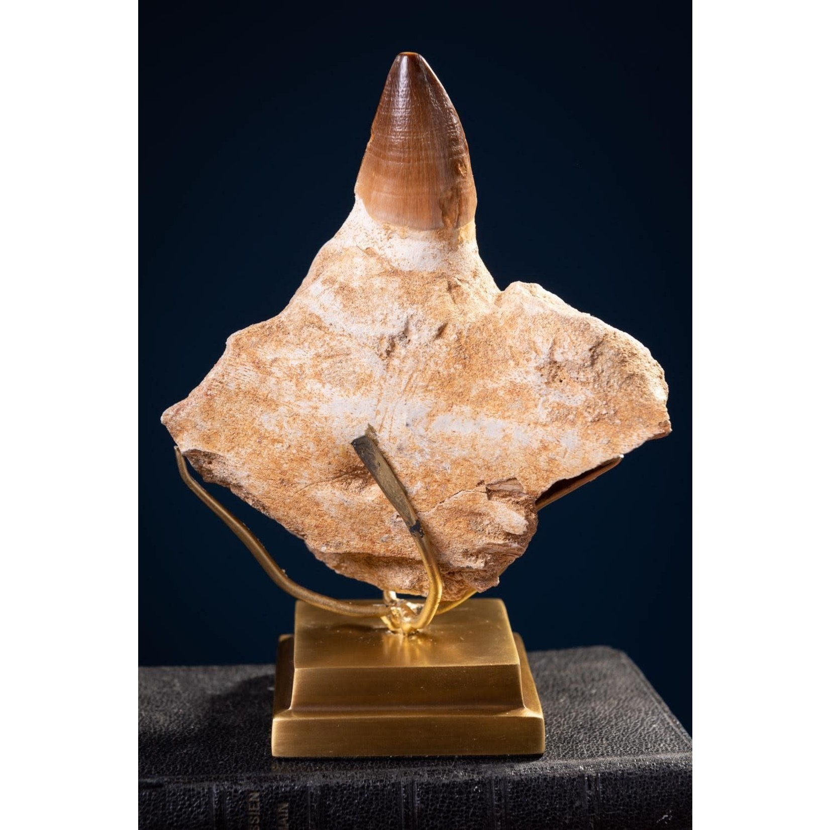 OBJET DE CURIOSITE MOSASAURUS TOOTH IN JAW ON BRASS BASE