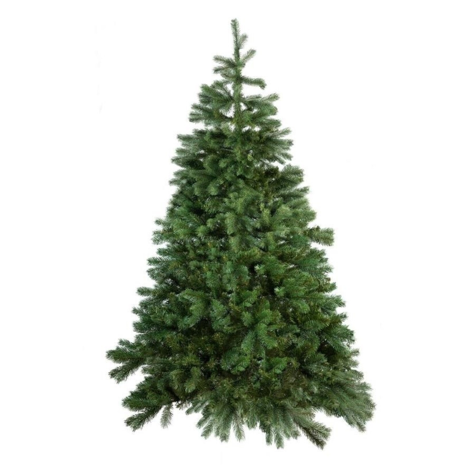 Grand Fir