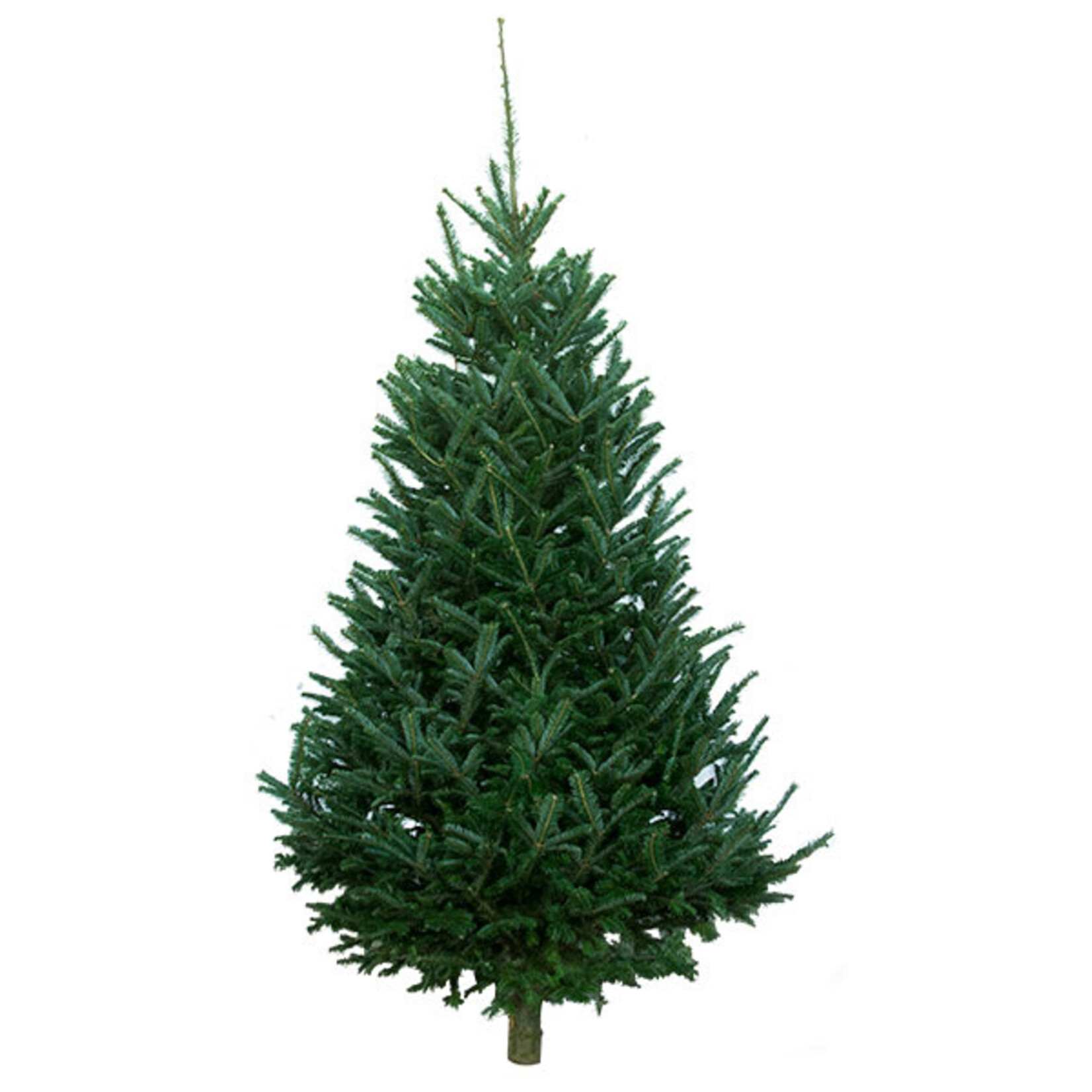 Fraser Fir