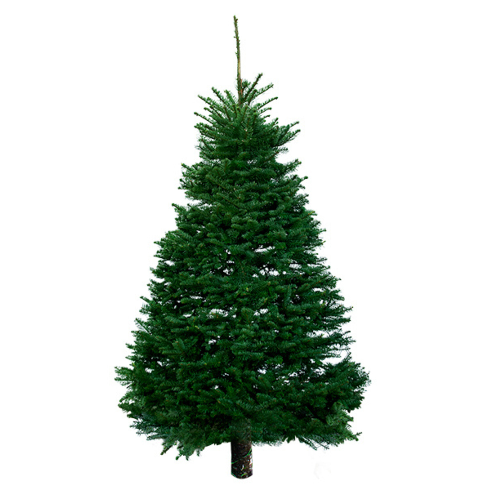 Nordmann Fir