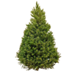 Douglas Fir