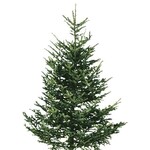 Natural Douglas Fir